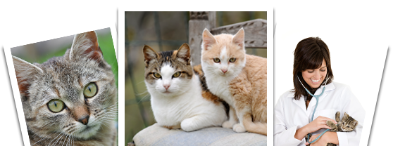 Serenity sales cat hospital