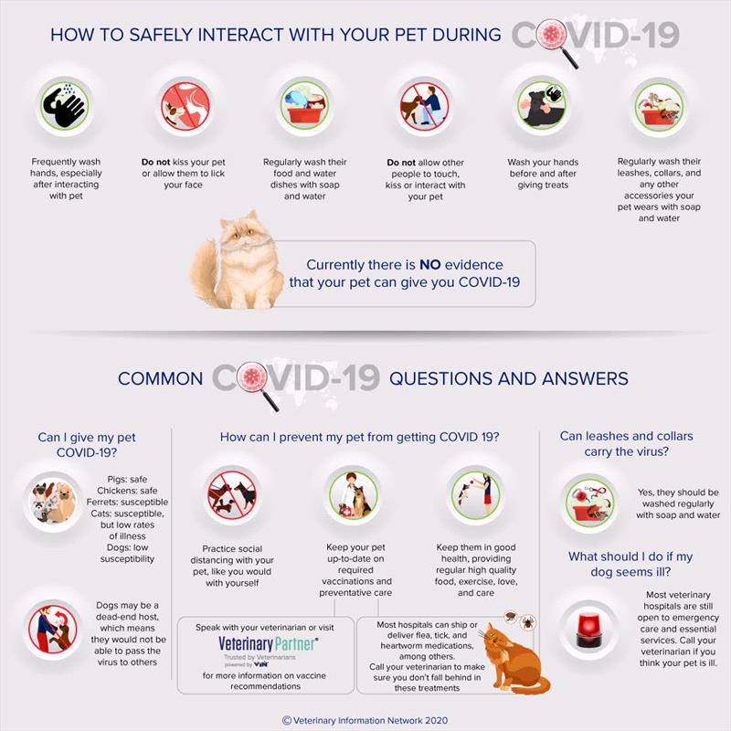 Covid 19 Information Graphic
