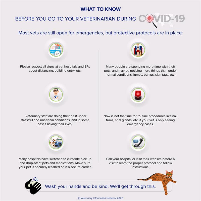 Covid 19 Information Graphic